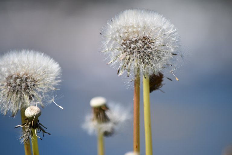 Dandelion hay fever allergy season allergies