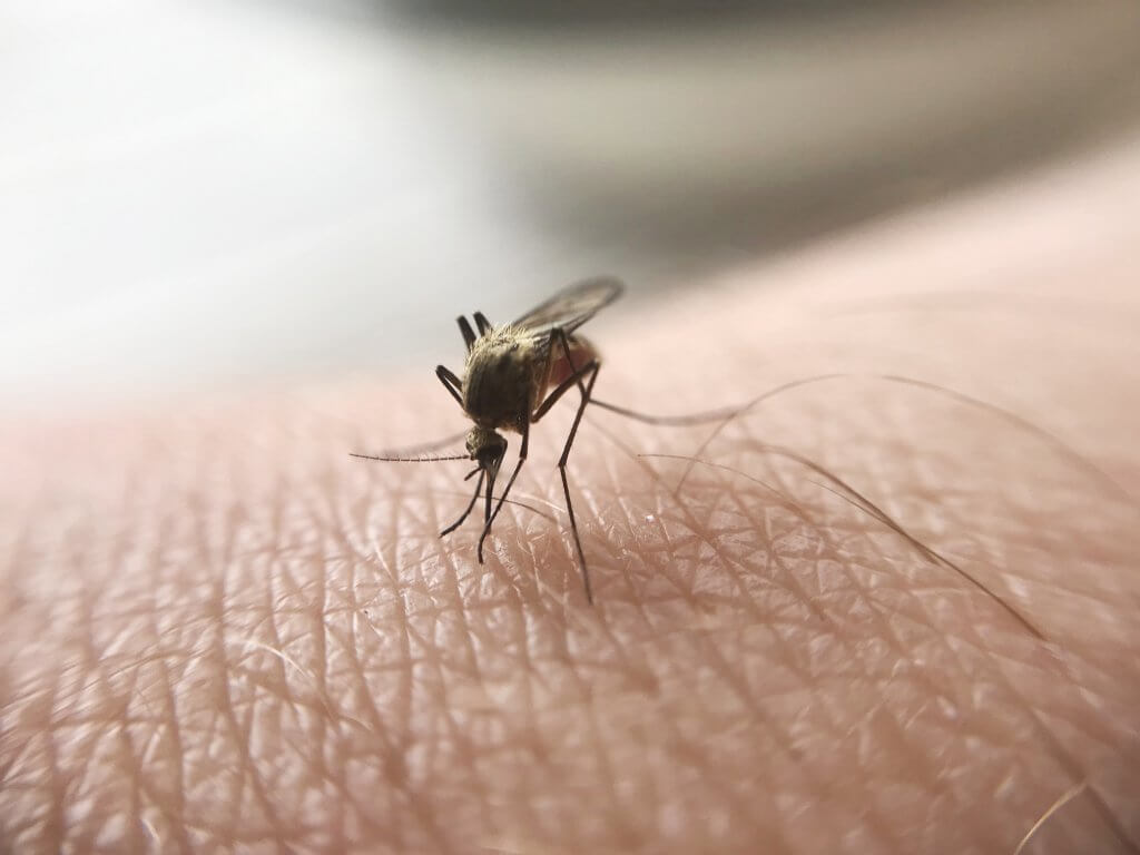 Macro of mosquito sucking blood.