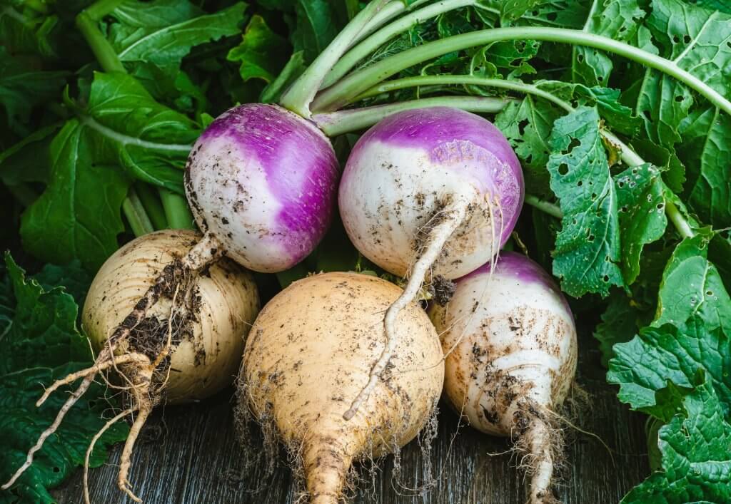 rooted vegetables-Turnips